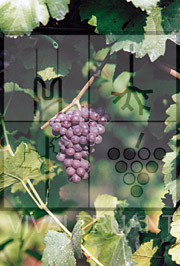 Foto di un grappolo d'uva di Pinot Grigio ISV F1T